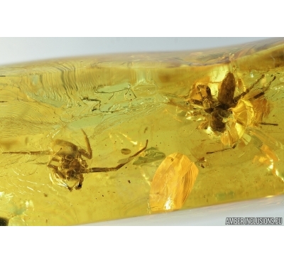 Two Big Jumping Spiders, Salticidae. fossil inclusions in Baltic amber #7191