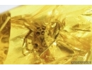 Two Big Jumping Spiders, Salticidae. fossil inclusions in Baltic amber #7191