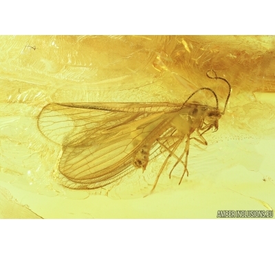 Lacewings, Neuroptera, Sisyridae. Fossil insect in Baltic amber #7192