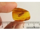 Lacewings, Neuroptera, Sisyridae. Fossil insect in Baltic amber #7192