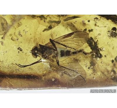 Snipe Fly, Rhagionidae and Mite, Bdellidae. Fossil insects in Baltic amber #7217