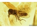 Hover Fly, Syrphidae. Fossil insect in Baltic amber #7218