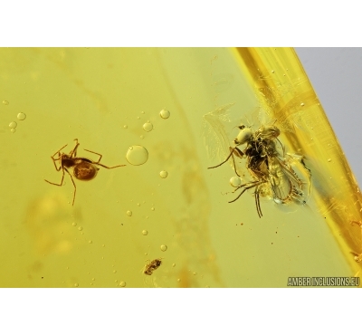 Long-legged fly, Dolichopodidae with Mite, Spider and Springtail . Fossil inclusions in Baltic amber #7220