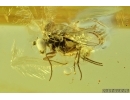 Long-legged fly, Dolichopodidae with Mite, Spider and Springtail . Fossil inclusions in Baltic amber #7220