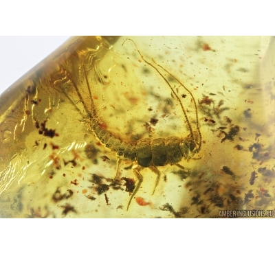 Silverfish, Lepismatidae. Fossil inclusion in Baltic amber #7224