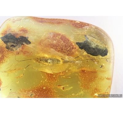 Big 37mm Bristletail Machilidae. Fossil insect in Baltic amber #7226