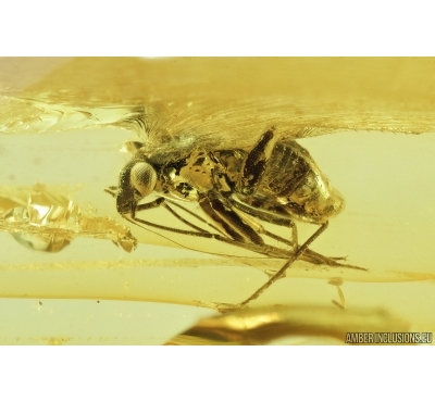 Miridae, True Bug. Fossil insect in Baltic amber #7231