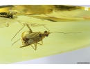 Very nice True Bug and More, Miridae. Fossil insects in Baltic amber #7233