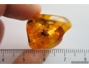 Big Spider and Ant. Fossil inclusions in Baltic amber 7236