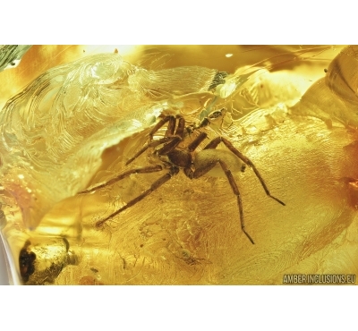 Big Spider and Ant. Fossil inclusions in Baltic amber 7236