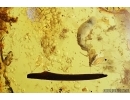 Termite, Leaf and More. Fossil inclusions in Baltic amber #7241