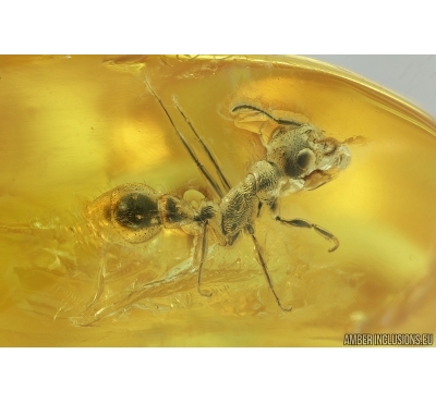 Nice Ant, Hymenoptera. Fossil inclusion in Baltic amber #7244