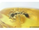 Nice Ant, Hymenoptera. Fossil inclusion in Baltic amber #7244