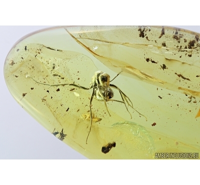 Nice Ant, Hymenoptera. Fossil inclusion in Baltic amber #7245