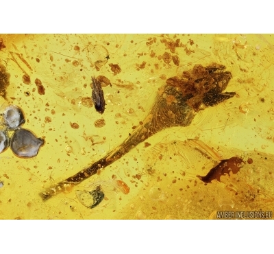 Plant, Flower. Fossil inclusion in Baltic amber #7248