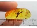 Flower, Silverfish and More. Fossil inclusions in Baltic amber #7249