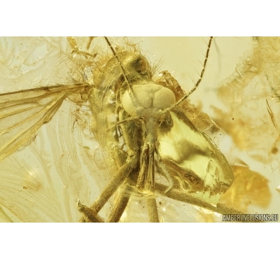 Rare Tanyderidae Macrochile Primitive Crane Fly, Fossil insect in Baltic amber #7253
