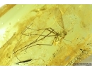 Rare Tanyderidae Macrochile Primitive Crane Fly, Fossil insect in Baltic amber #7253