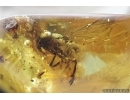 Very rare Horse fly, Tabanidae. Fossil Insect In Baltic amber #7258