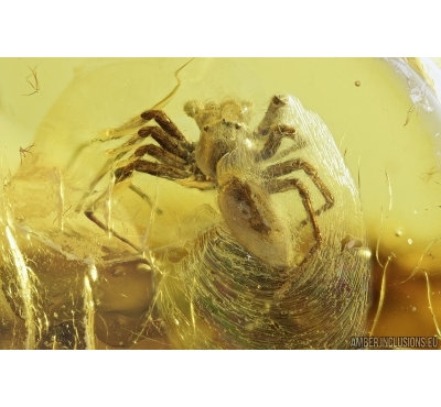 Nice Spider, Araneae. Fossil inclusion in Baltic amber stone #7261