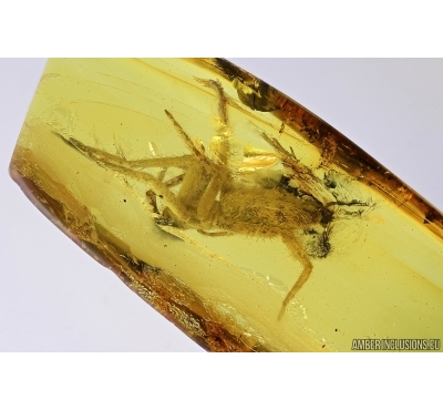 Big Spider, Araneae. Fossil inclusion in Baltic amber stone #7262