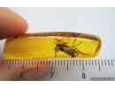 Big Spider, Araneae. Fossil inclusion in Baltic amber stone #7262