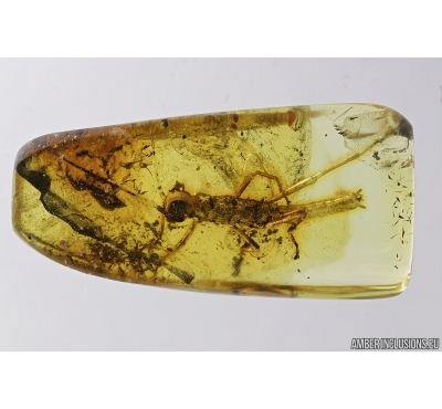 Big 18mm Walking stick, Phasmatodea. Fossil inclusion in Baltic amber #7268