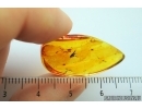 SEED VESSEL. FOSSIL INCLUSION IN BALTIC AMBER #7272