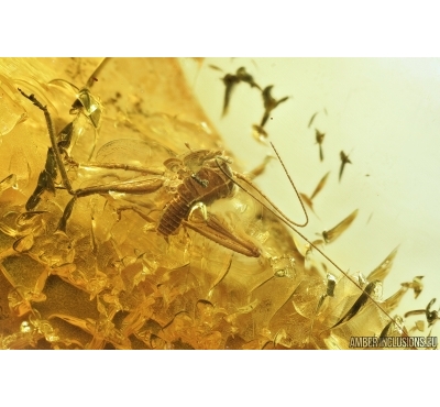 Cricket, Orthoptera. Fossil insect in Big Baltic amber stone #7279