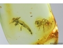 Staphylinidae, Rove beetle and Spider. Fossil inclusions in Baltic amber #7281
