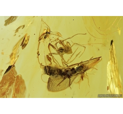 Termite, Spider and More. fossil inclusions in Baltic amber#7287