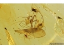 Termite, Spider and More. fossil inclusions in Baltic amber#7287