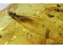 Three Big Termites, Isoptera. Fossil inclusions in Baltic amber stone #7288