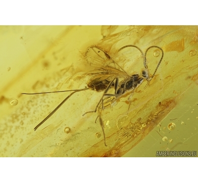Hymenoptera, Braconidae, Wasp. Fossil insect in Baltic amber #7290