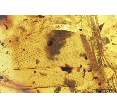 Rare Feather, Aves. Fossil inclusion in Burmite Amber from Myanmar #7300