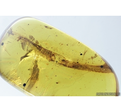 Very rare, Long 20mm! Gecko Tail and Beetle. Fossil inclusions in Burmite Amber from Myanmar #7309