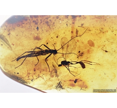 Walking stick, Phasmatodea and Wasp, Ichneumonidae. Fossil inclusions in Baltic amber #7315