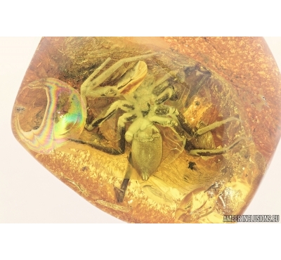 Very Big 20mm! Spider, Araneae. Fossil inclusion in Baltic amber stone #7317