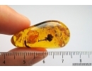 Very Nice, Rare Fruit. Fossil inclusion in Baltic amber #7321
