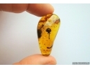 Very Nice, Rare Fruit. Fossil inclusion in Baltic amber #7321