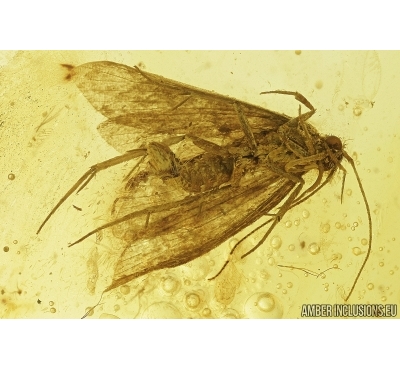 Nice Moth, Lepidoptera. Fossil insect in Baltic amber #7378
