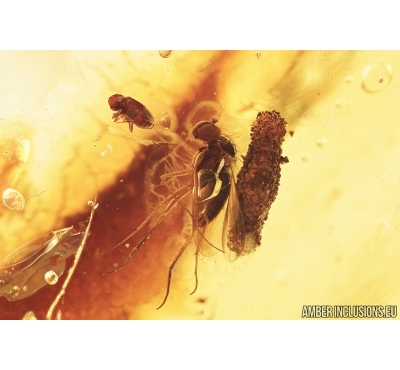 Caterpillar case, Fly, Beetle and Wasp. Fossil inclusion in Baltic amber #7450