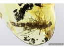Rare Caterpillar Case, Lepidoptera. Fossil inclusion in Baltic amber #7456