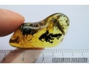 Rare Caterpillar Case, Lepidoptera. Fossil inclusion in Baltic amber #7456