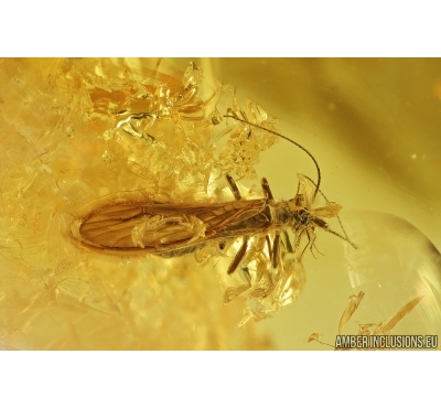 Stonefly, Plecoptera. Fossil insect in Baltic amber #7460