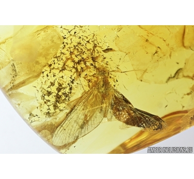 Mayfly, Ephemeroptera. Fossil insect in Baltic amber stone #7464