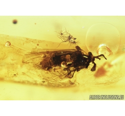 RARE TWISTED-WINGED (STYLOPID), STREPSIPTERA. Fossil insect in Baltic amber #7465
