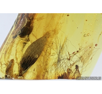 Mammalian hair and nice leaf. Fossil inclusions in Baltic amber #7469