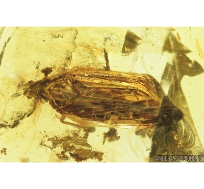 Planthopper, Cicada. Fossil inclusion in Baltic amber #7479