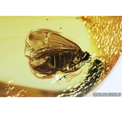 Rare Planthopper Fulgoromorpha: Achilidae. Fossil inclusion in Baltic amber #7480